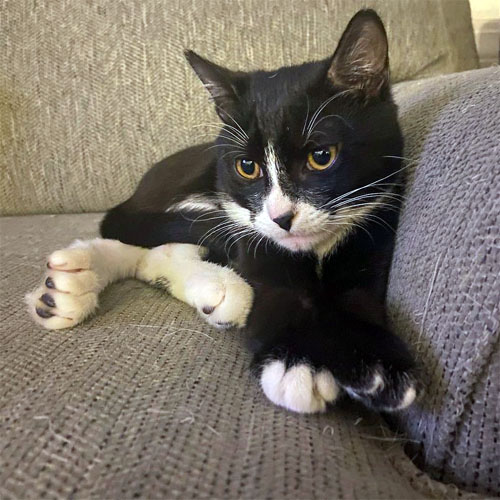 black and white kitten with radial hypoplasia and megaesophagu