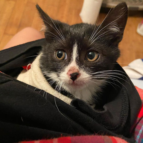 black and white kitten with radial hypoplasia and megaesophagus