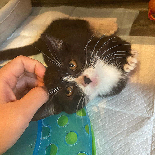 black and white kitten with radial hypoplasia and megaesophagu