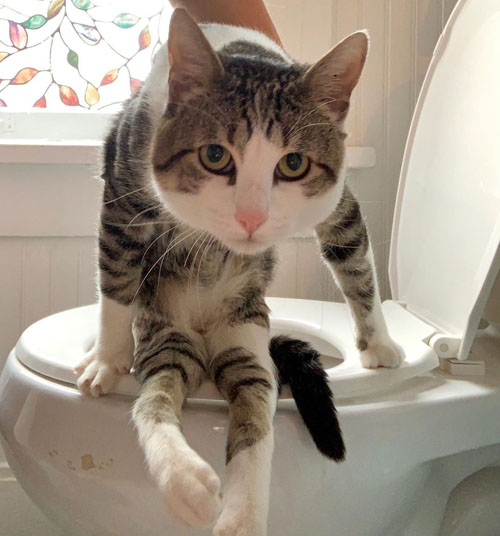 tabby and white rescue cat with incontinence and hind leg paralysis