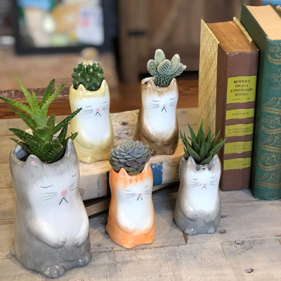 cat planters and pot plants