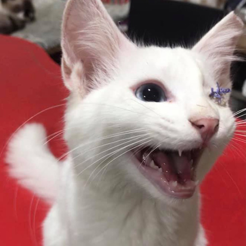 one eyed white rescue kitten