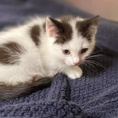 Meet Dottie, The Sweet And Sassy Kitten With Paralysis Who Is Searching ...