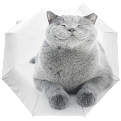 cat umbrella