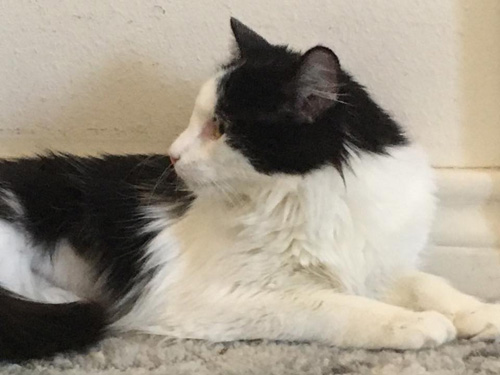 fluffy black and white one-eyed rescue cat