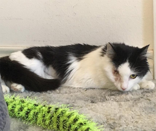 fluffy black and white one-eyed rescue cat