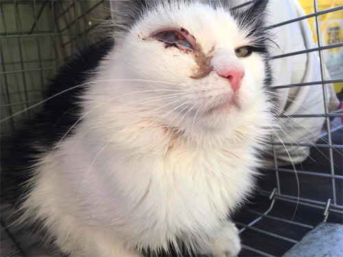 fluffy black and white one-eyed rescue cat