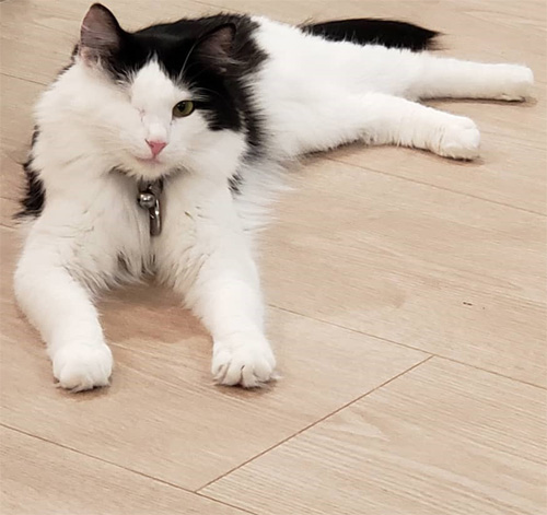 fluffy black and white one-eyed rescue cat