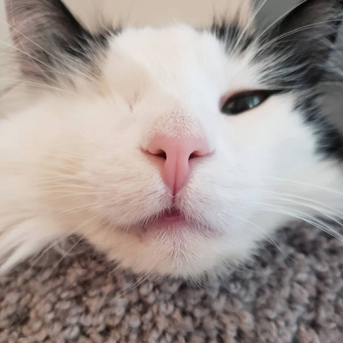 fluffy black and white one-eyed rescue cat