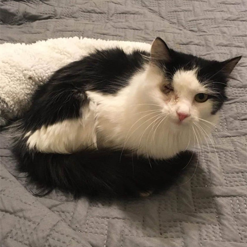 fluffy black and white one-eyed rescue cat