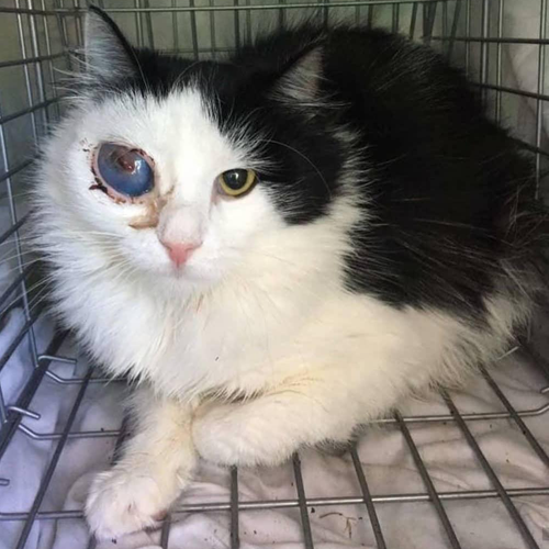 fluffy black and white one-eyed rescue cat