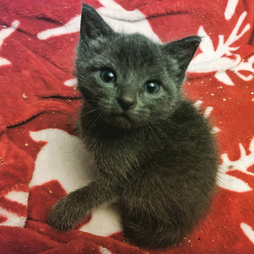 grey cat with epilepsy and hydrocephalus