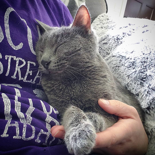 grey cat with epilepsy and hydrocephalus