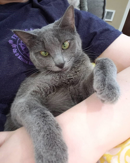 grey cat with epilepsy and hydrocephalus