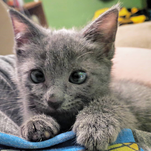 grey cat with epilepsy and hydrocephalus