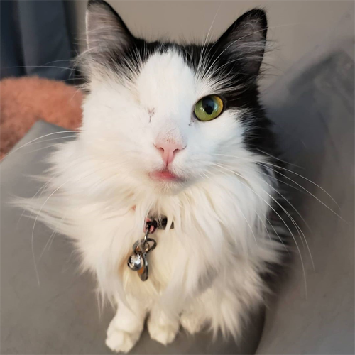 fluffy black and white one-eyed rescue cat