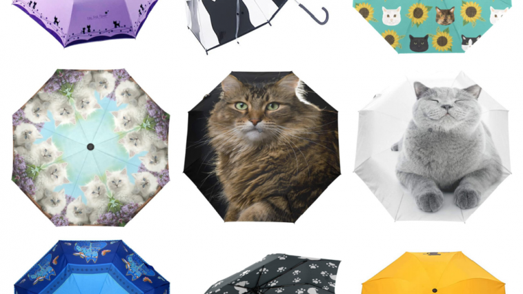 cat umbrellas feature