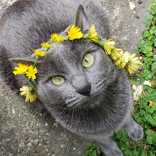 grey cat with epilepsy and hydrocephalus