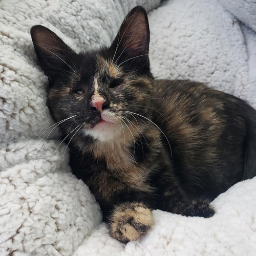 blind tortie rescue kitten