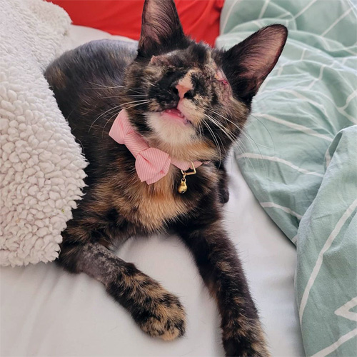 blind tortie rescue kitten