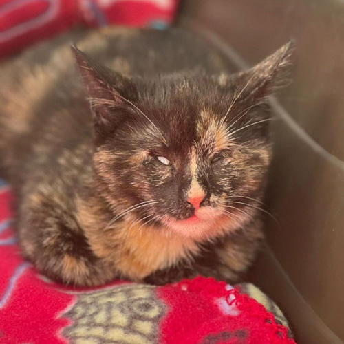 blind tortie rescue kitten