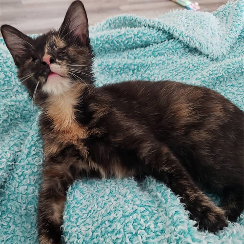 blind tortie rescue kitten