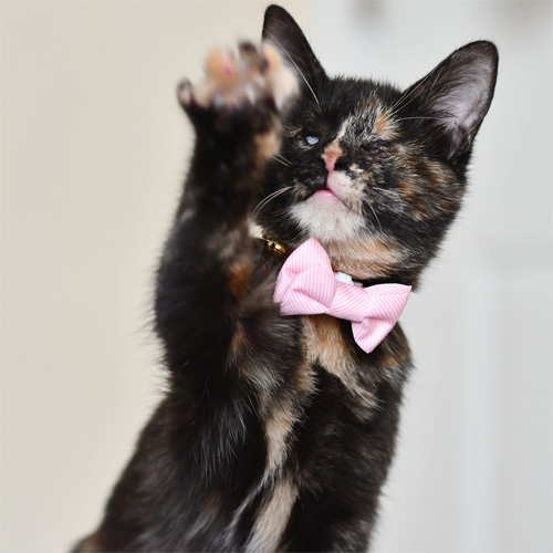 blind tortie rescue kitten