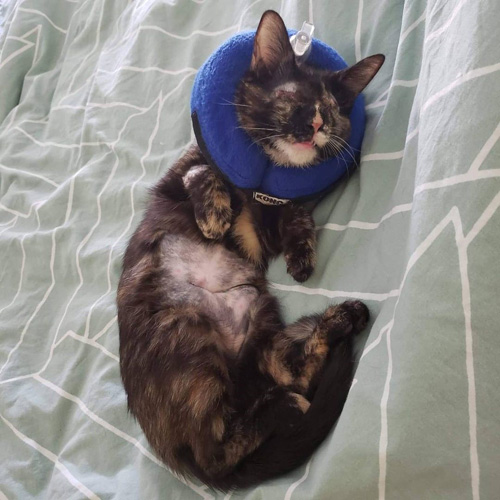 blind tortie rescue kitten