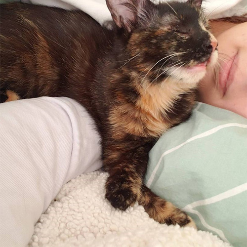 blind tortie rescue kitten