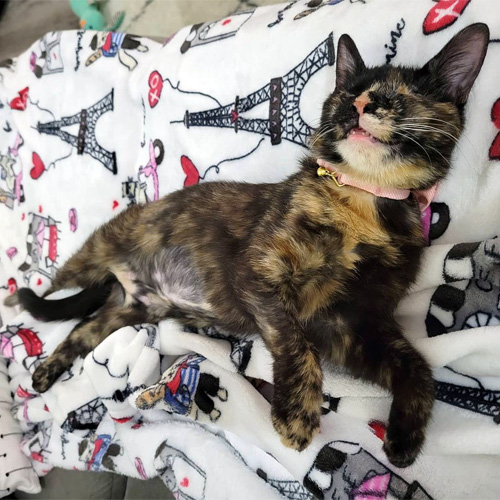 blind tortie rescue kitten