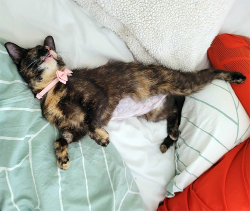 blind tortie rescue kitten