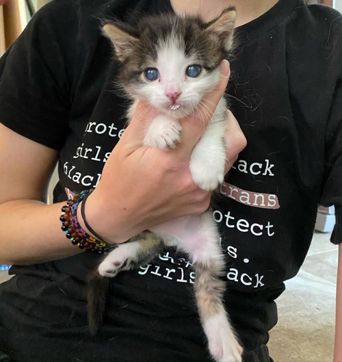 special needs foster kittens