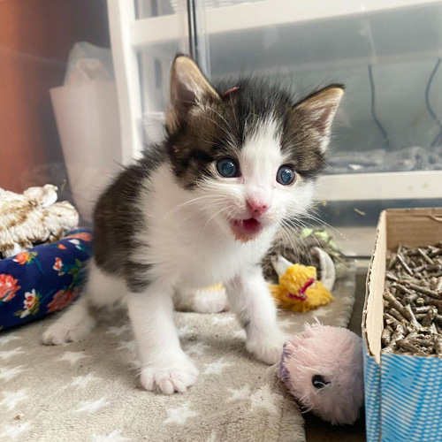 special needs foster kittens