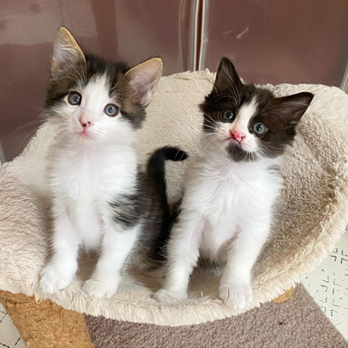 special needs foster kittens