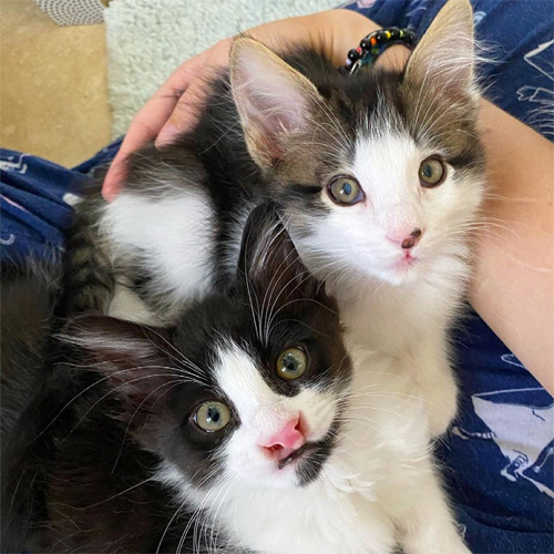 special needs foster kittens