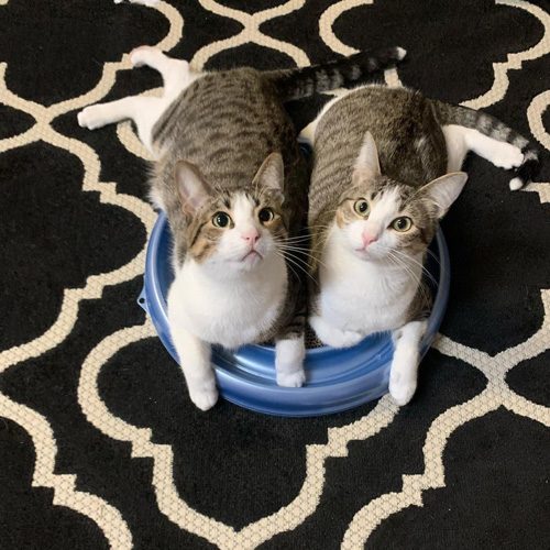 wobbly rescue cats with cerebellar hypoplasia