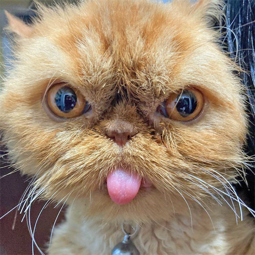 ginger special needs rescue persian cat