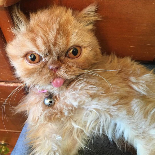 ginger special needs rescue persian cat