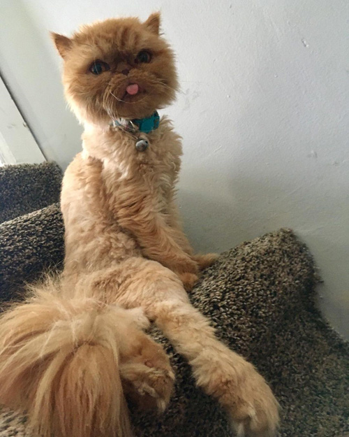 ginger special needs rescue persian cat