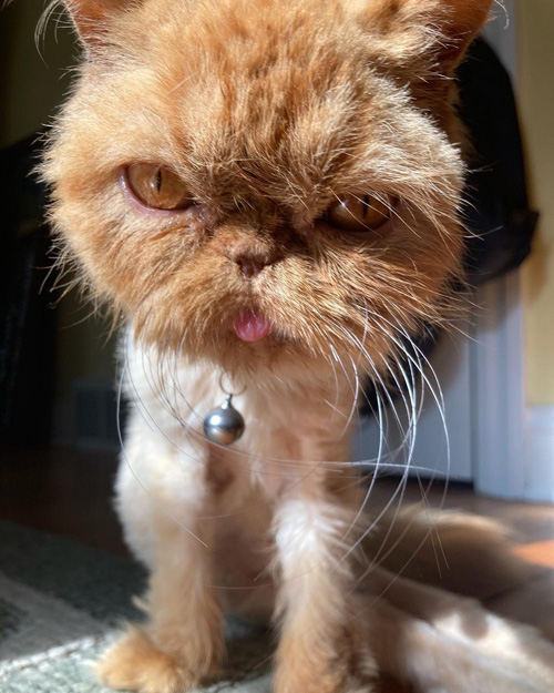 ginger special needs rescue persian cat