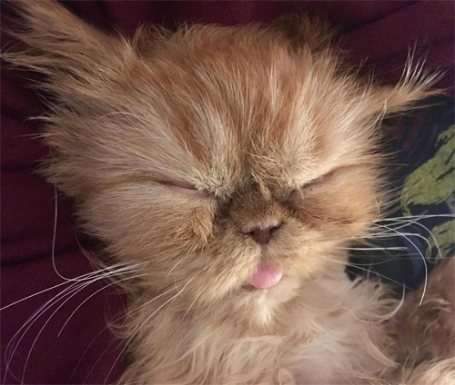 ginger special needs rescue persian cat