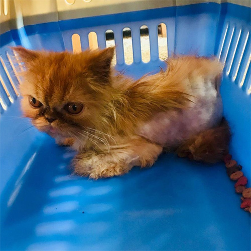 ginger special needs rescue persian cat