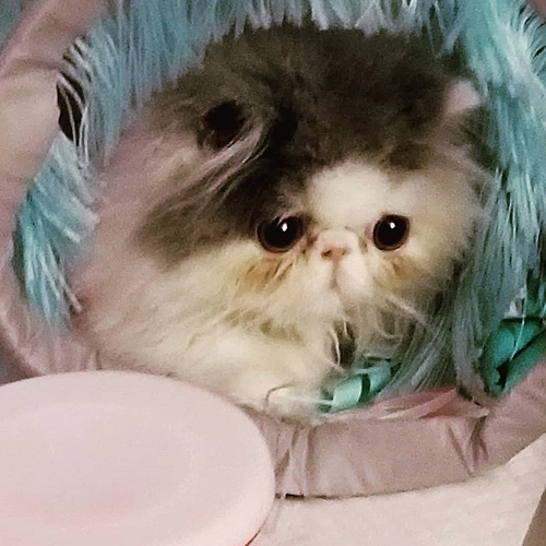 paralyzed and incontinent persian cat