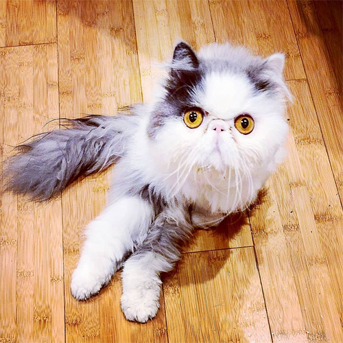 paralyzed and incontinent persian cat