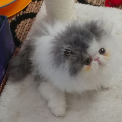 paralyzed and incontinent persian cat