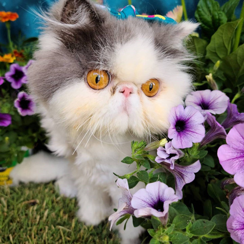 paralyzed and incontinent persian cat