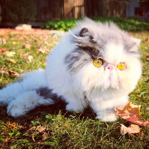 paralyzed and incontinent persian cat