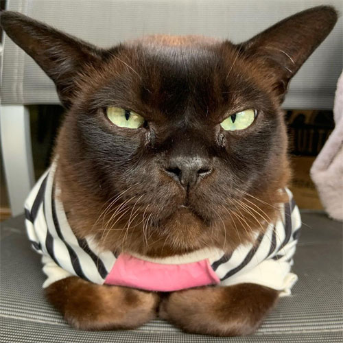 burmese cat with ehlers danlos syndrome