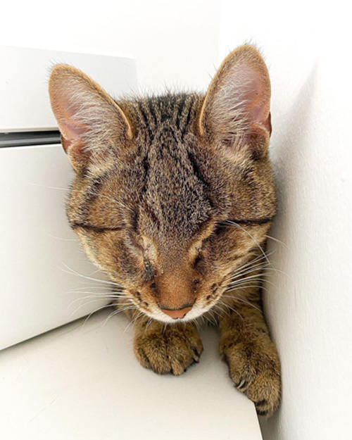 blind tabby cat with glaucoma