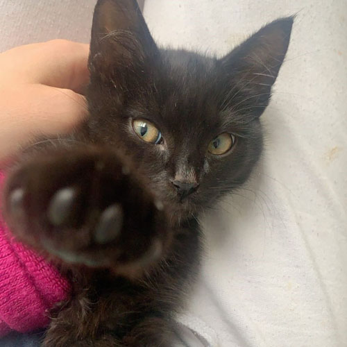 black cat with hind leg paralysis and incontinence